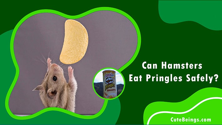 Can Hamsters Eat Pringles