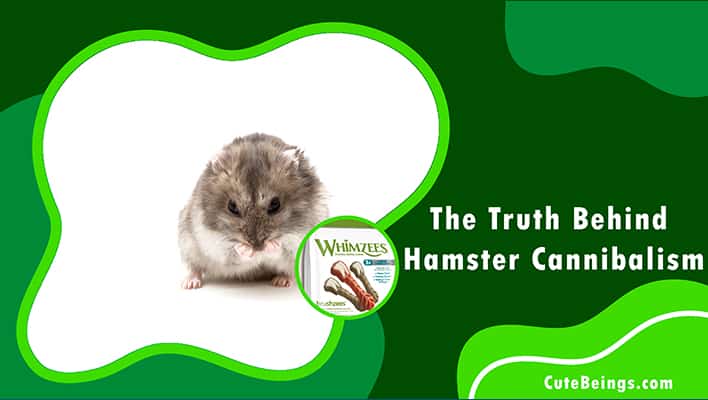 Can Hamsters Eat Whimzees