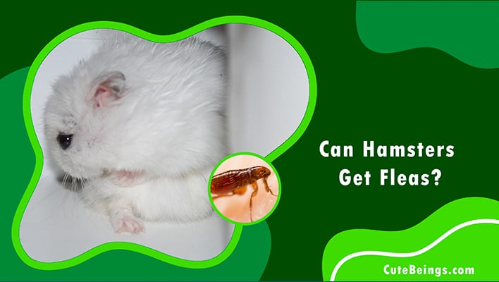 Can Hamsters Get Fleas
