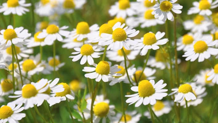 Chamomile Flowers