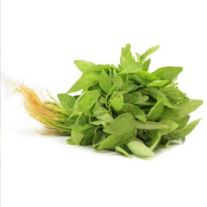 Chinese spinach