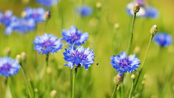 Purple Cornflowers in a garden