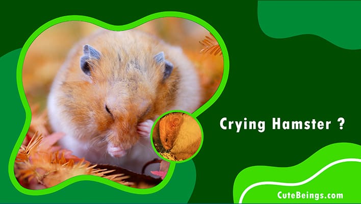Crying Hamster