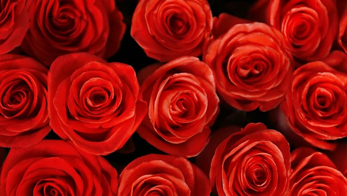 Red Fresh Roses