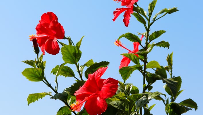 Hibiscus Flowers