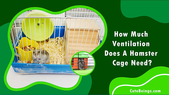 How Much Ventilation Does A Hamster Cage Need