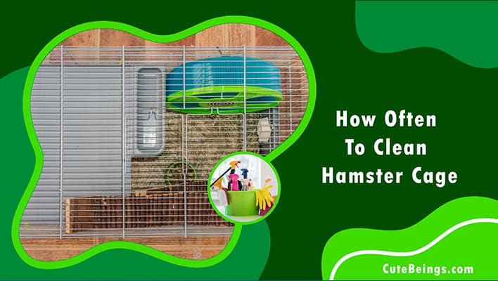 How Often To Clean Hamster Cage