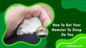 How To Get Your Hamster To Sleep On You