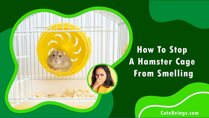 How To Stop A Hamster Cage From Smelling