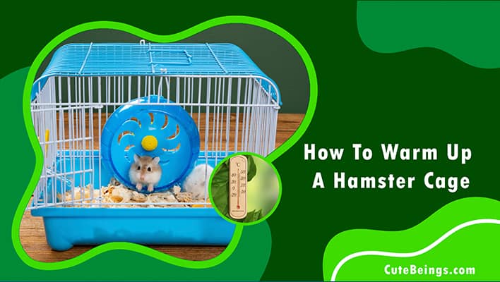 How To Warm Up A Hamster Cage