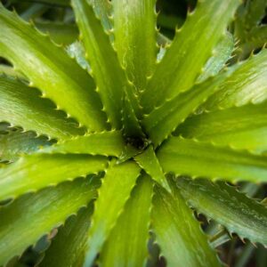 Pineapple leaves