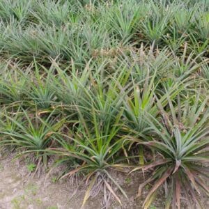 Pineapple plants