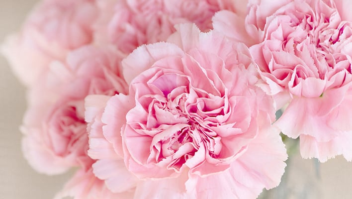 Pink Carnation Flowers