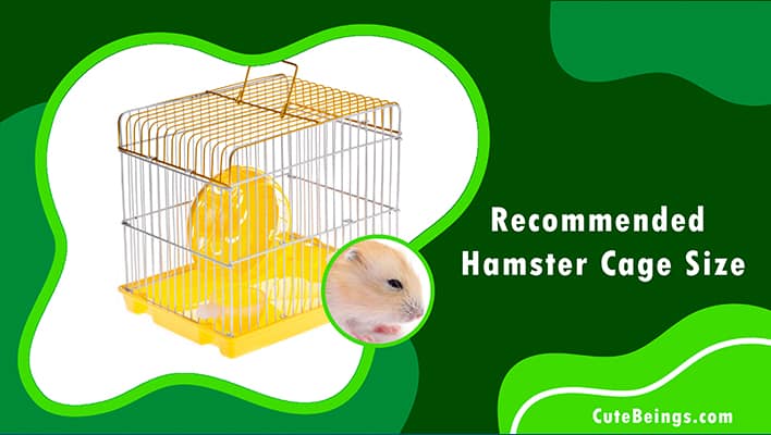 Recommended Hamster Cage Size