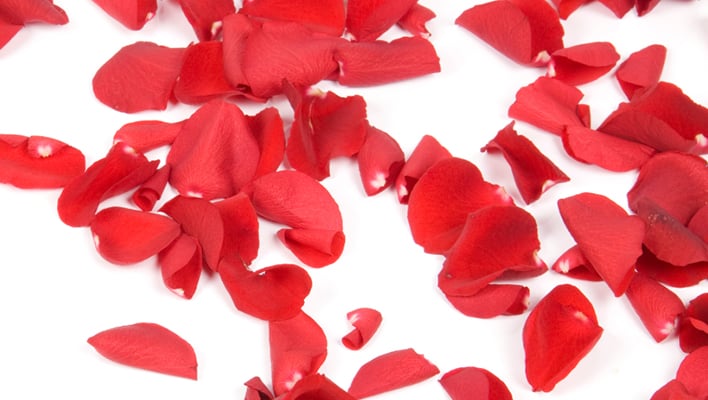 Red Rose Petals in white background