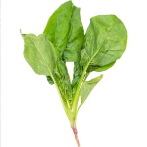 Stalk of Fresh Green Spinach 