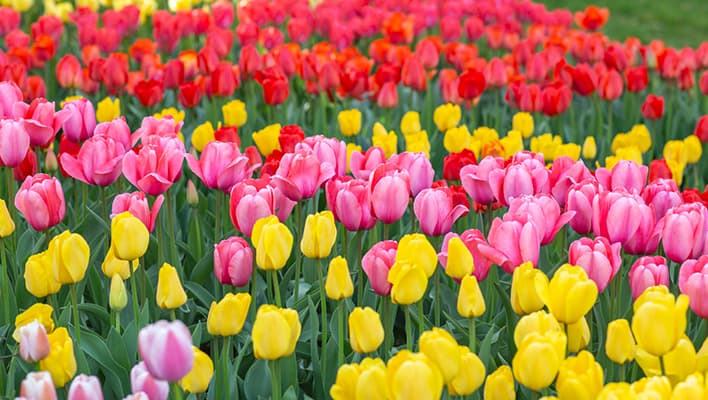 A garden featuring Tulips in three different colors: red, yellow, and pink