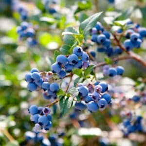 Wild blueberries