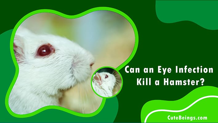 Can An Eye Infection Kill A Hamster