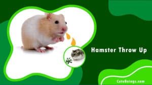 Hamster Throw Up