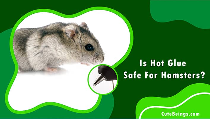 Is Hot Glue Safe For Hamsters
